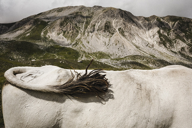 Giuseppe Nucci - Along the shepherd's highways