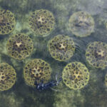 Reef Design Lab – EMU (Erosion Mitigation Units)