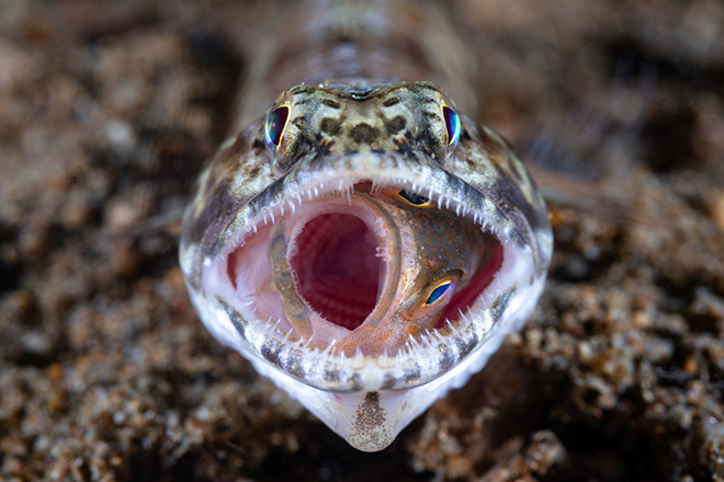 Lilan Koh - Fish Eats Fish, Siena International Photo Awards 2023 - 1st classified Underwater Life