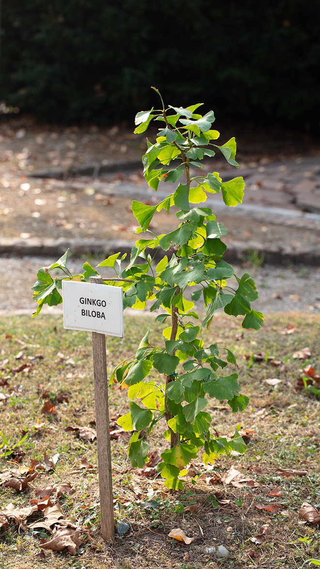 Ginkgo Biloba - Ph. Sara Papa per Fondazione Giorgio Cini