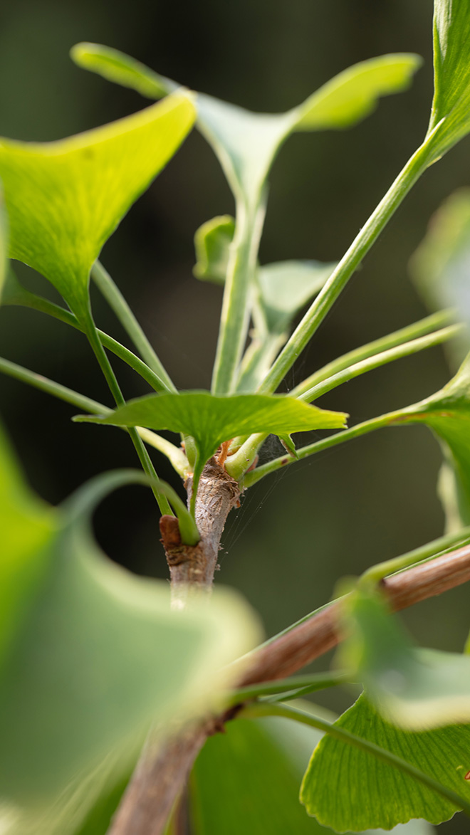 Ginkgo Biloba - Ph. Sara Papa per Fondazione Giorgio Cini