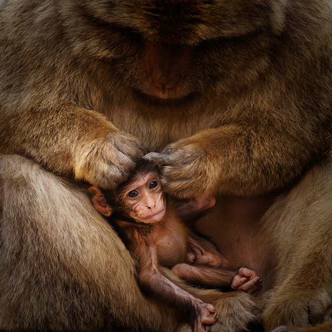 JOINT RUNNER-UP, YOUNG TPOTY AGE 15-18, Arthur Cech, France (age 15). Ifrane National Park, Morocco