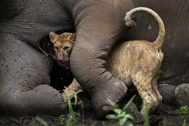 HIGHLY COMMENDED, NATURE, WILDLIFE AND CONSERVATION PORTFOLIO, Travel Photographer of the Year 2023, Roie Galitz, Israel Tarangire National Park, Tanzania.