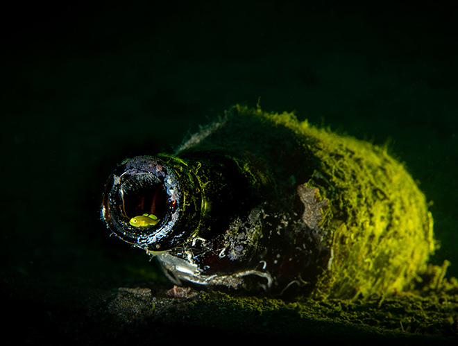 WINNER, BEST SINGLE IMAGE IN A WILDLIFE AND CONSERVATION PORTFOLIO, Travel Photographer of the Year 2023, Martin Broen, USA, Anilao, Philippines