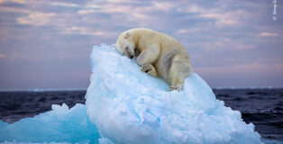 ©Nima Sarikhani / Wildlife Photographer of the Year. Ice bed, Wildlife Photographer of the Year People’s Choice Award Winner