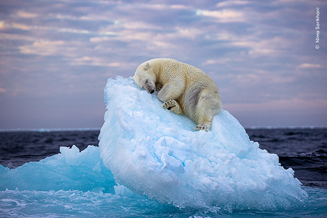 “Ice Bed” di Nima Sarikhani è lo scatto vincitore dei “People’s Choice Award Wildlife Photographer of the Year”