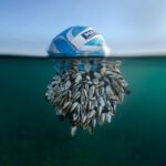 British Wildlife Photography Awards 2024 – Ryan Stalker trionfa con “Ocean Drifter”