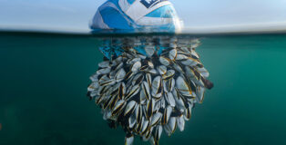 ©Ryan Stalker / British Wildlife Photography Awards 2024 - Ocean Drifter, British Wildlife Photographer of the Year 2024 and Winner of Coast & Marine. Goose barnacles (Thoracica) Portland, Dorset, England
