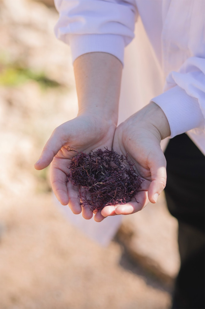 Poseidona - Gracilaria dry seaweed