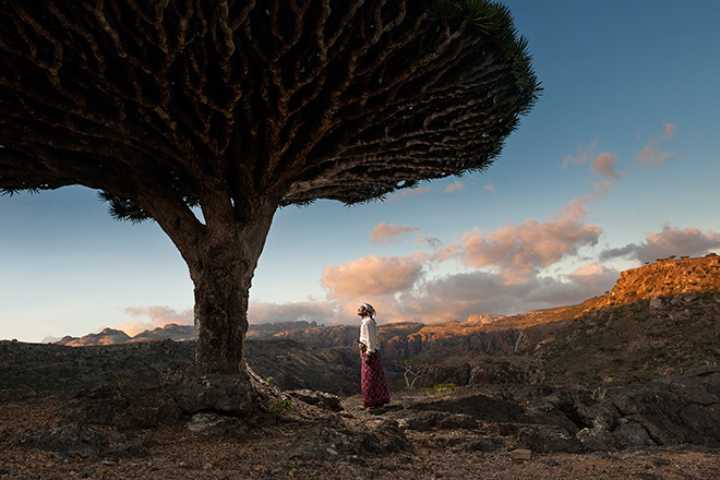 Guillaume Petermann (France)  / Courtesy All About Photo - His majesty the Dragon Blood Tree, Socotra island / Yemen (2020), Particular Merit Award Gallery, All About Photo Awards 2024 - The Mind’s Eye