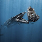 Ocean Photographer of the Year 2024 – Un contest fotografico che racconta le meraviglie dell’Oceano