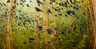 ©Shane Gross / Wildlife Photographer of the Year. The Swarm of Life by Shane Gross, Canada Winner, Wetlands: The Bigger Picture