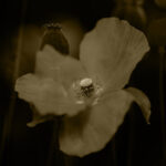 Julie Wang – “The Illusion of Poppies”