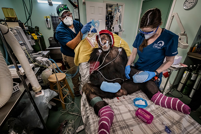 ©Alain Schroeder, Courtesy All About Photo - Chimp Paradise 32, Merit Award Gallery, 2025 All About Photo Awards - The Mind’s Eye ©Alain Schroeder, Courtesy All About Photo - Chimp Paradise 32, Merit Award Gallery, 2025 All About Photo Awards - The Mind’s Eye