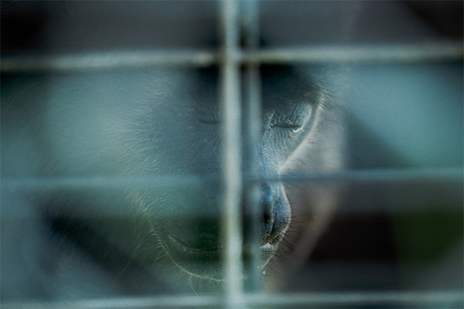 © Maria Portaluppi, Ecuador, 2nd Place, Professional competition, Environment, Sony World Photography Awards 2025. Image Name: The Waiting. Series Name: The Waiting. Year: 2025. © Maria Portaluppi, Ecuador, 2nd Place, Professional competition, Environment, Sony World Photography Awards 2025. Image Name: The Waiting. Series Name: The Waiting. Year: 2025.