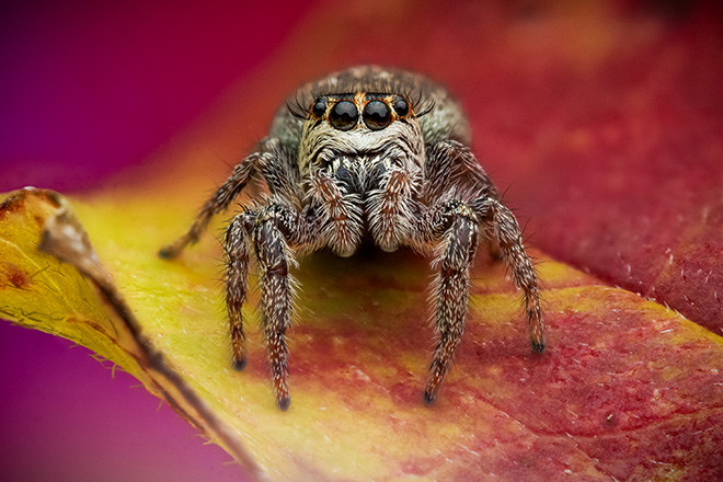 ©Rory J Lewis - Fluffy jumper, Reverie of the Unseen ©Rory J Lewis - Fluffy jumper, Reverie of the Unseen