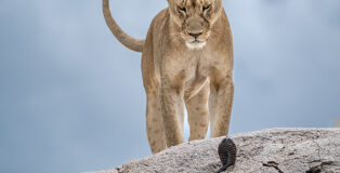 ©Gabriella Comi, Wildlife Photographer of the Year - Wake-up Call, Highly Commended, Behaviour: Mammals
