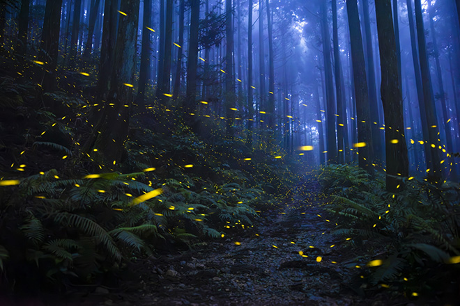 ©Shirley Wung - Glowing luminous elf in the forest. Location: Mountains in Wufeng Township, Hsinchu, Taiwan. Siena International Photo Awards 2025