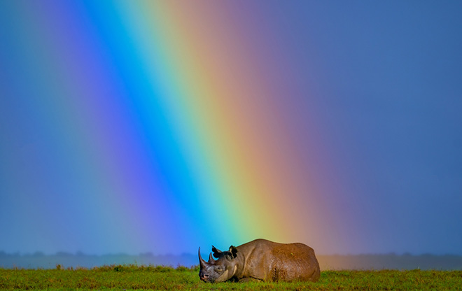 ©Ami Vitale - Rhino Revival. Location: Ol Pejeta, Laikipia (Kenya). Siena International Photo Awards 2025