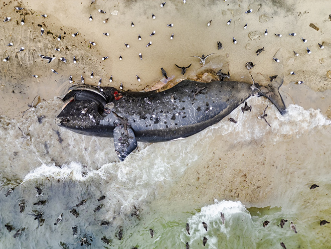 ©Philip Hamilton - COLLISION is behind this one. LOCATION: Peninsula Valdés (Argentina), Drone Photo Awards 2025