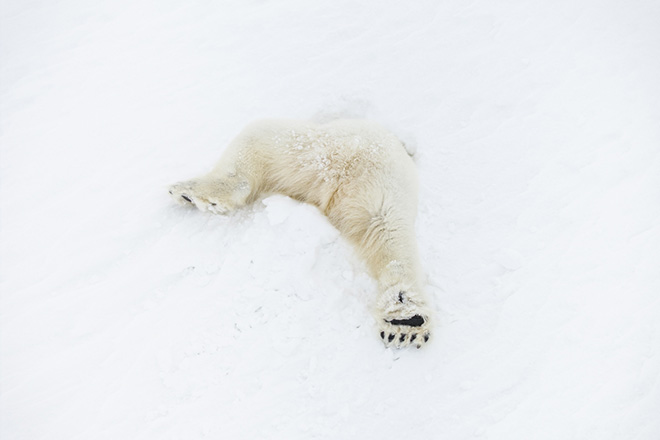 ©Florian Ledoux - Dive for the hunt. Location: Svalbard East Coast, Drone Photo Awards 2025