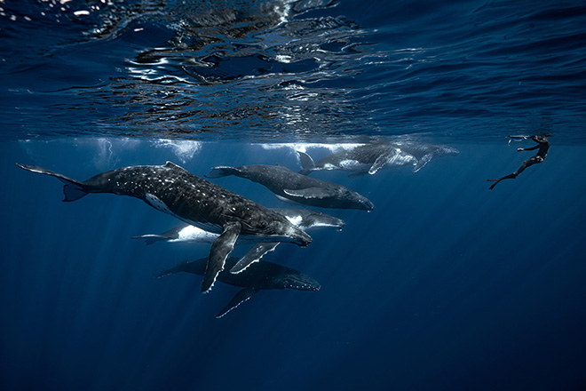 ©Alvaro Herrero - Location: French Polynesia. Human Collection Finalists. Ocean Photographer of the Year 2025