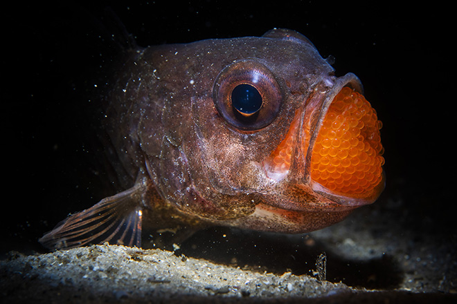 ©Daniel Sly - Location: Australia. Wildlife Finalists, Ocean Photographer of the Year 2025.