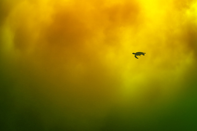 ©Hitomi Tsuchiya - Location: Japan. Fine Art Finalists, Ocean Photographer of the Year 2025.