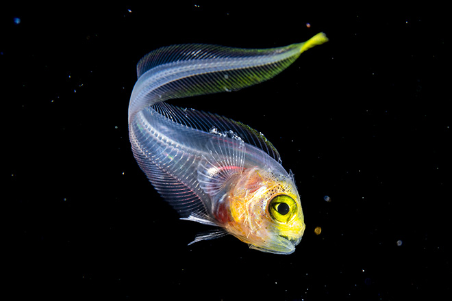 ©Jialing Cai - Female Fifty Fathoms, Ocean Photographer of the Year 2025