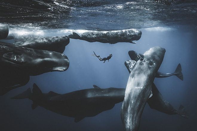 ©Romain Barats - Location: Dominica. Ocean Adventure Photographer of the Year 2025