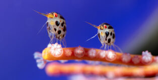 ©Yury Ivanov - Location: Indonesia . Ocean Photographer of the Year 2025