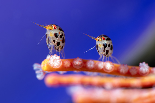 Ocean Photographer of the Year 2025 – Oceano e fotografia