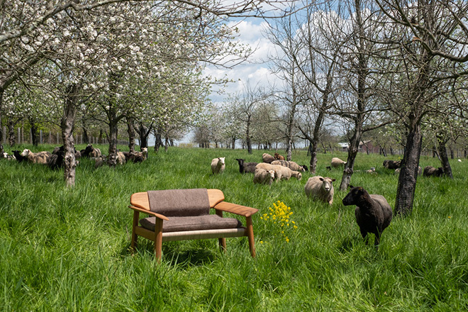 Common Object Studio - Sheep grazing at Willow Creek Farm Preserve. Photo credit: Kal Skye