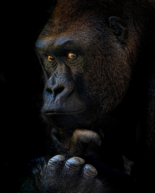 ©Linda Smit - The Thinker. Location: Zoo d'Amneville, France. Siena Creative Photo Awards 2025