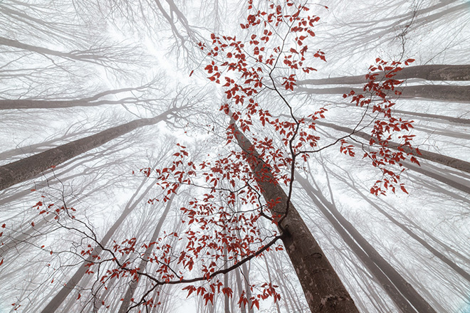 ©Ionut Alexandru Coman - A wisp of fall. Location: Transylvania, Romania. Siena Creative Photo Awards 2025