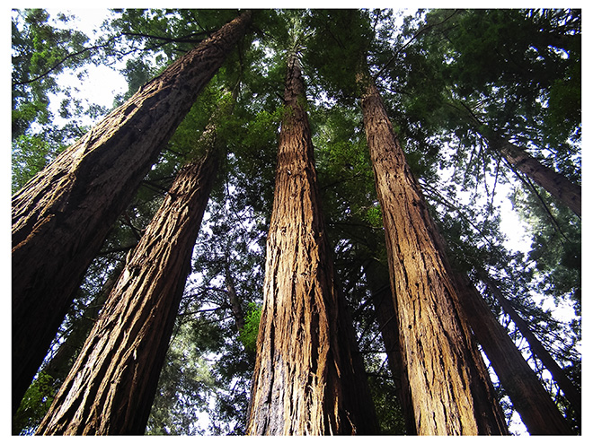 ©Benita Mayo - Title: Tallest Trees in the Forest. Size: 16x24. Year: 2026. Price: $500. Medium: Archival Pigment Print