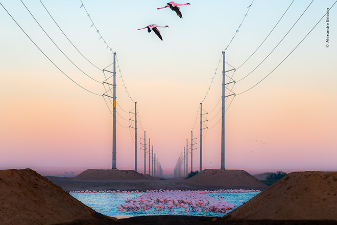 ©Alexandre Brisson / courtesy Wildlife Photographer of the Year, Beauty Against the Beast, Highly Commended in the Wildlife Photographer of the Year Nuveen People’s Choice Award 2026 ©Alexandre Brisson,Beauty Against the Beast, Highly Commended in the Wildlife Photographer of the Year Nuveen People’s Choice Award 2026