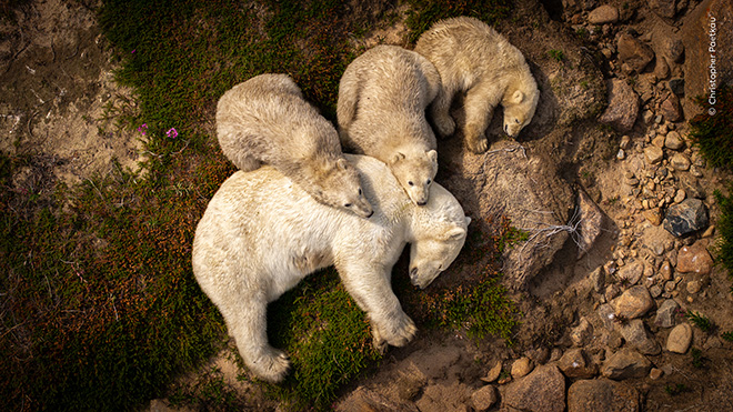 ©Christopher Paetkau, Family Rest, Highly Commended in the Wildlife Photographer of the Year Nuveen People’s Choice Award 2026 ©Christopher Paetkau, Family Rest, Highly Commended in the Wildlife Photographer of the Year Nuveen People’s Choice Award 2026
