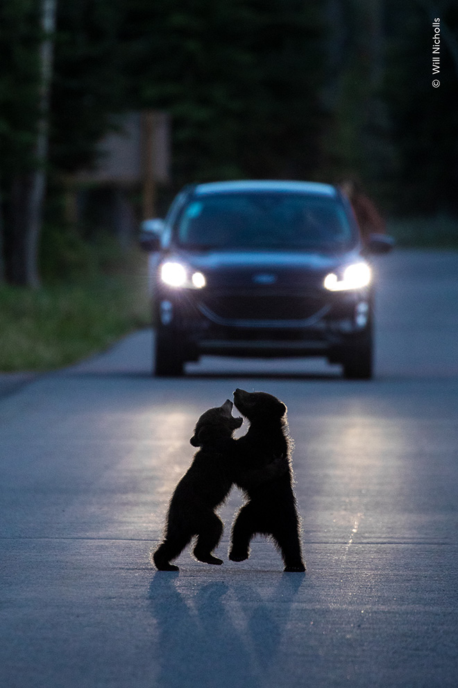 ©Will Nicholls, Dancing in the Headlights, Highly Commended in the Wildlife Photographer of the Year Nuveen People’s Choice Award 2026 ©Will Nicholls, Dancing in the Headlights, Highly Commended in the Wildlife Photographer of the Year Nuveen People’s Choice Award 2026