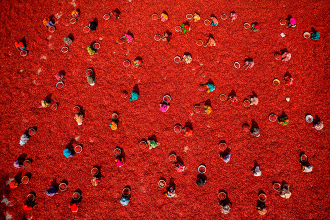 Harvesting Red Chilies by Azim Khan Ronnie, Bangladesh / The 2nd International Aerial Photographer of the Year. 1st Place 2026 International Aerial Photographer of the Year.