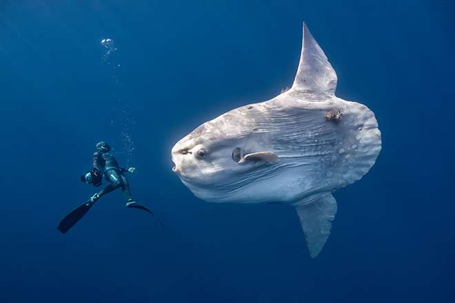 Ocean Photographer of the Year 2026 – Gli scatti finalisti