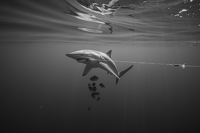 Daniel Taylor - Conservation Impact, Ocean Photographer of the Year 2026 finalist. Due squali seta giacciono fianco a fianco dopo essere stati catturati per le loro pinne e la loro carne, i loro corpi segnati dalla fine della lotta per la cattura. Scattata poche ore dopo la fine del divieto stagionale di pesca degli squali in Messico, questa fotografia mette in luce la complessa realtà in cui la fauna selvatica minacciata e i mezzi di sussistenza umani si intersecano. L'immagine non intende condannare i pescatori, molti dei quali dipendono dagli squali per il loro reddito, ma piuttosto evidenzia l'urgenza di trovare alternative sostenibili. Il liquido pallido sul muso dello squalo di sinistra proviene dai suoi organi sensoriali, simile a lacrime. Daniel Taylor - Conservation Impact, Ocean Photographer of the Year 2026 finalist. Due squali seta giacciono fianco a fianco dopo essere stati catturati per le loro pinne e la loro carne, i loro corpi segnati dalla fine della lotta per la cattura. Scattata poche ore dopo la fine del divieto stagionale di pesca degli squali in Messico, questa fotografia mette in luce la complessa realtà in cui la fauna selvatica minacciata e i mezzi di sussistenza umani si intersecano. L'immagine non intende condannare i pescatori, molti dei quali dipendono dagli squali per il loro reddito, ma piuttosto evidenzia l'urgenza di trovare alternative sostenibili. Il liquido pallido sul muso dello squalo di sinistra proviene dai suoi organi sensoriali, simile a lacrime.