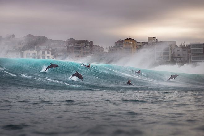 Gergo Rugli - Ocean Adventure, Ocean Photographer of the Year 2026. I delfini cavalcano le onde insieme ai surfisti a Tamarama Beach, Sydney, durante una forte mareggiata e venti provenienti da terra. Il branco è rimasto con i surfisti per più di un'ora, muovendosi tra le onde con la stessa naturalezza delle persone intorno a loro. Scattata dall'acqua, questa immagine mostra l'oceano come uno spazio condiviso, dove gli esseri umani e la fauna selvatica si muovono brevemente insieme nello stesso potente ambiente costiero. Gergo Rugli - Ocean Adventure, Ocean Photographer of the Year 2026. I delfini cavalcano le onde insieme ai surfisti a Tamarama Beach, Sydney, durante una forte mareggiata e venti provenienti da terra. Il branco è rimasto con i surfisti per più di un'ora, muovendosi tra le onde con la stessa naturalezza delle persone intorno a loro. Scattata dall'acqua, questa immagine mostra l'oceano come uno spazio condiviso, dove gli esseri umani e la fauna selvatica si muovono brevemente insieme nello stesso potente ambiente costiero.