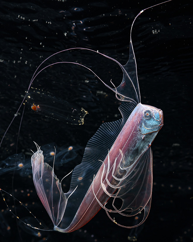 Mitsuna Kawai - Ocean Unseen, Ocean Photographer of the Year 2026 finalist. Un pesce nastro emerge verticalmente dalle acque scure di Osezaki, in Giappone. Il suo lungo corpo argenteo e le delicate pinne sono adattati alla vita in mare aperto. Questa immagine è stata scattata durante un'immersione invernale in acque profonde. Intorno al pesce nastro, uno sciame di salpe – piccoli animali gelatinosi che si nutrono di minuscole particelle nell'oceano – crea uno scorcio di vita che si muove nelle profondità marine. Mitsuna Kawai - Ocean Unseen, Ocean Photographer of the Year 2026 finalist. Un pesce nastro emerge verticalmente dalle acque scure di Osezaki, in Giappone. Il suo lungo corpo argenteo e le delicate pinne sono adattati alla vita in mare aperto. Questa immagine è stata scattata durante un'immersione invernale in acque profonde. Intorno al pesce nastro, uno sciame di salpe – piccoli animali gelatinosi che si nutrono di minuscole particelle nell'oceano – crea uno scorcio di vita che si muove nelle profondità marine.