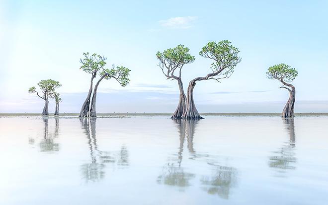 ©Thibault Gerbaldi (France/United States) - Image: Living Coastlines. Series: Living Coastlines. 2nd place AAP Magazine #60: Nature