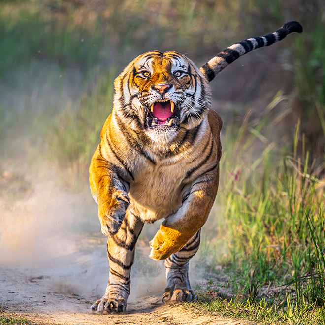 ©Anuj Rawla (India) - Image: Pilibhit Charger. Merit Award Gallery AAP Magazine #60: Nature