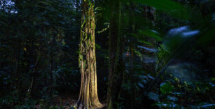 GDT EWPY 2026, Fritz Pölking Prize, Michiel van Noppen. Tales of the Forest Keepers: Safeguarding a Fragile Bond