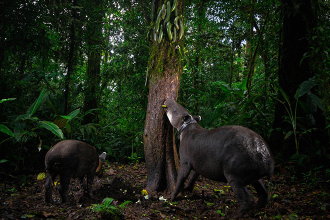 GDT EWPY 2026, Fritz Pölking Prize, Michiel van Noppen. Tales of the Forest Keepers: Safeguarding a Fragile Bond GDT EWPY 2026, Fritz Pölking Prize, Michiel van Noppen. Tales of the Forest Keepers: Safeguarding a Fragile Bond
