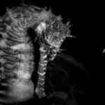 Ocean Photographer of the Year 2026 – The Winners