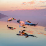 AAP Magazine – 25 winners of Issue #60: Nature Photography Awards